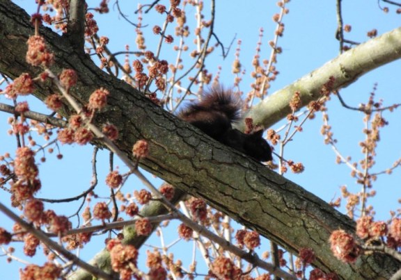 BLACK SQUIRREL AND RED BUDS.jpg