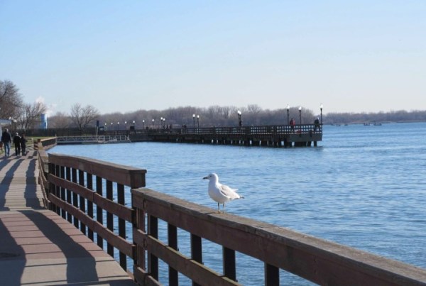 PIER AND GULL