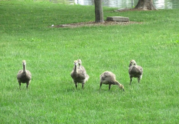 i piqued the goslings attention for some reason