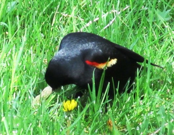 rw blackbird1