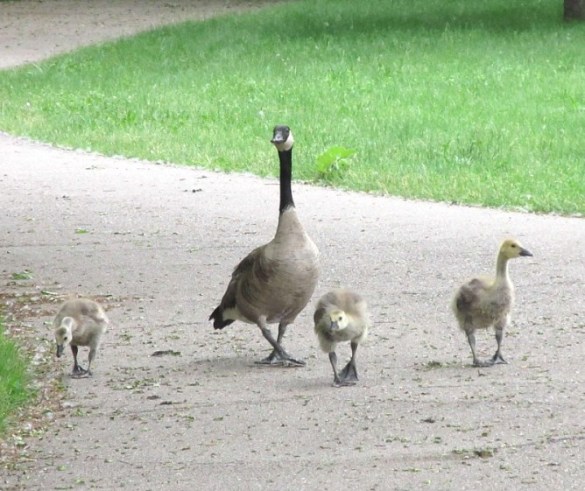 GEESE ON THE PATH