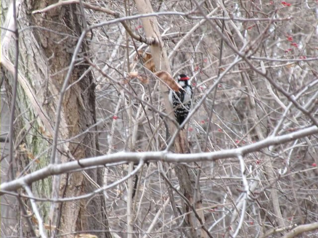 woody the woodpecker
